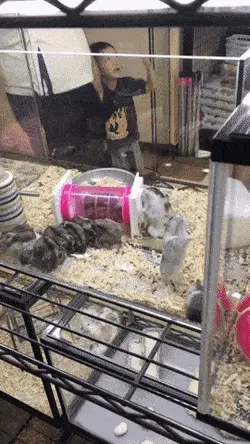 GIFparade XVIII Gifparade-018_18 