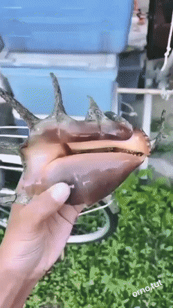 GIFparade XVIII Gifparade-018_19 