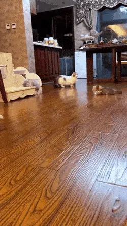 GIFparade XVIII Gifparade-018_26 