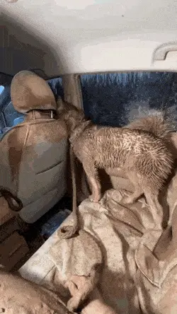 GIFparade XIX Gifparade-019_11 