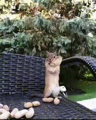 GIFparade XIX Gifparade-019_16 