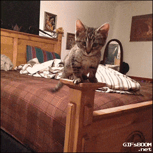 GIFparade XIX Gifparade-019_17 