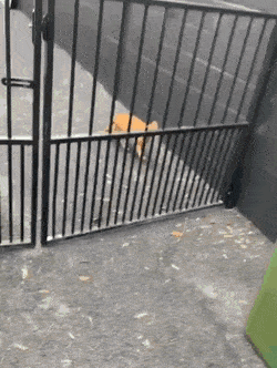 GIFparade XIX Gifparade-019_29 