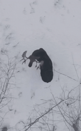 GIFparade XXII Gifparade-022_15 