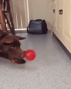 GIFparade XXII Gifparade-022_33 