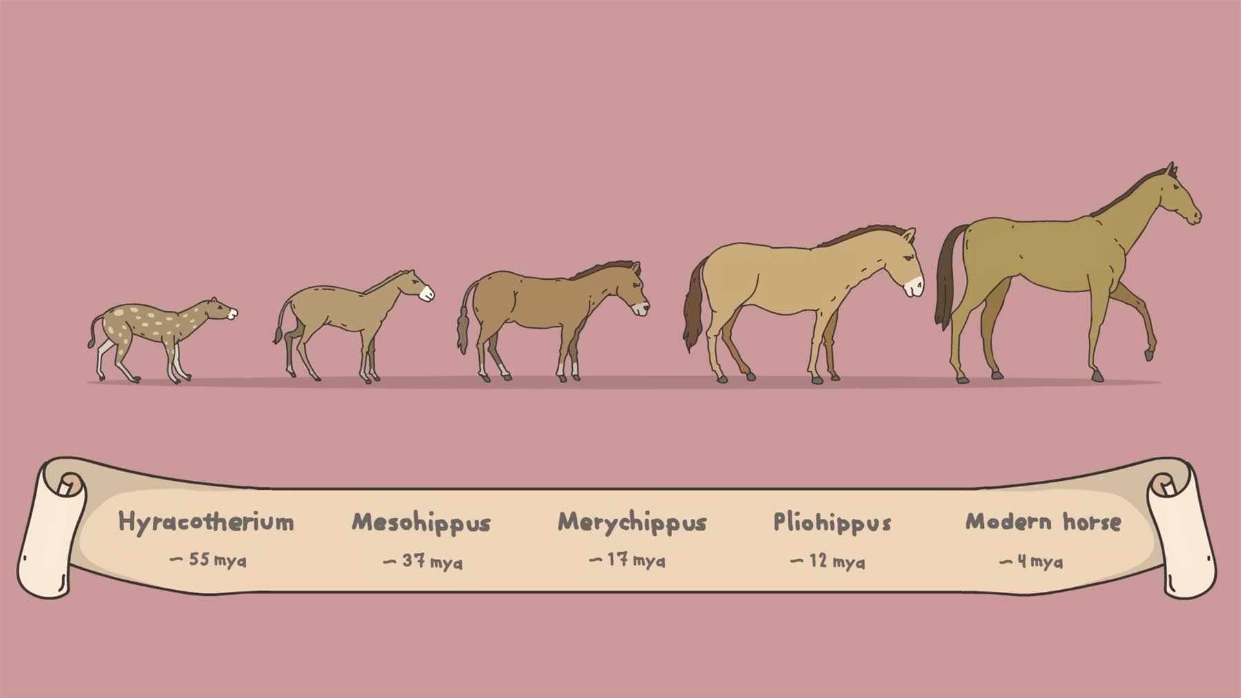 Die Geschichte der Pferde und Menschen evolution-pferd-geschichte 