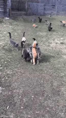 GIFparade XXVI Gifparade-026_26 