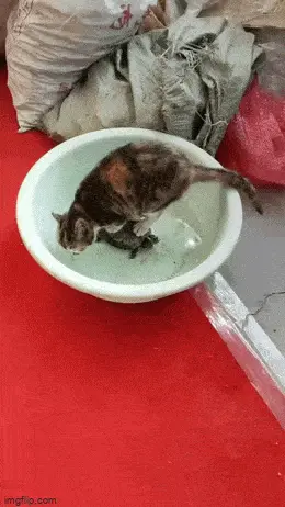 GIFparade XXVII Gifparade-027_13 