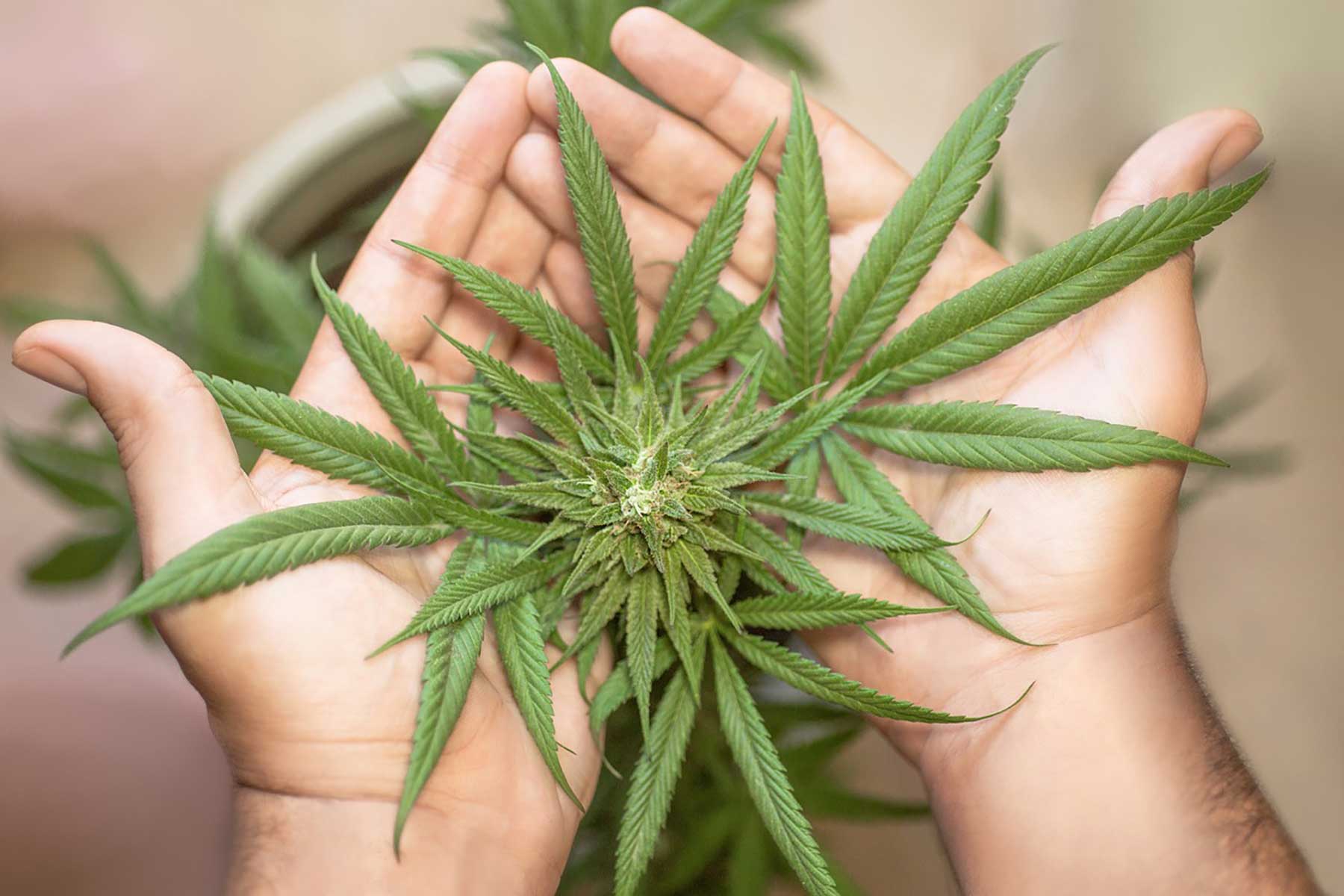 Cannabis legalisieren: Rausch light mit vielen Fragezeichen cannabis-anbauen-pixabay-erin-hinterland 