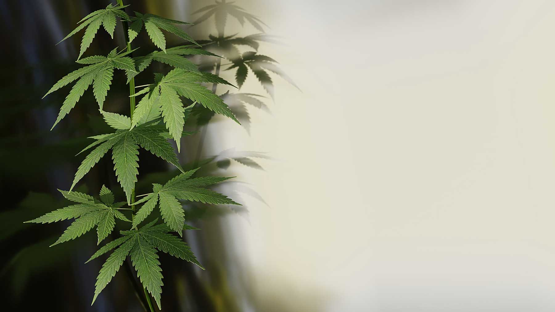 Cannabis legalisieren: Rausch light mit vielen Fragezeichen cannabis-anbauen-pixabay-mastertux 