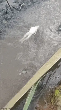 GIFparade XXXIV Gifparade-034_15 