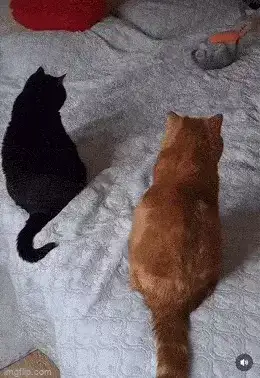 GIFparade XXXIV Gifparade-034_16 