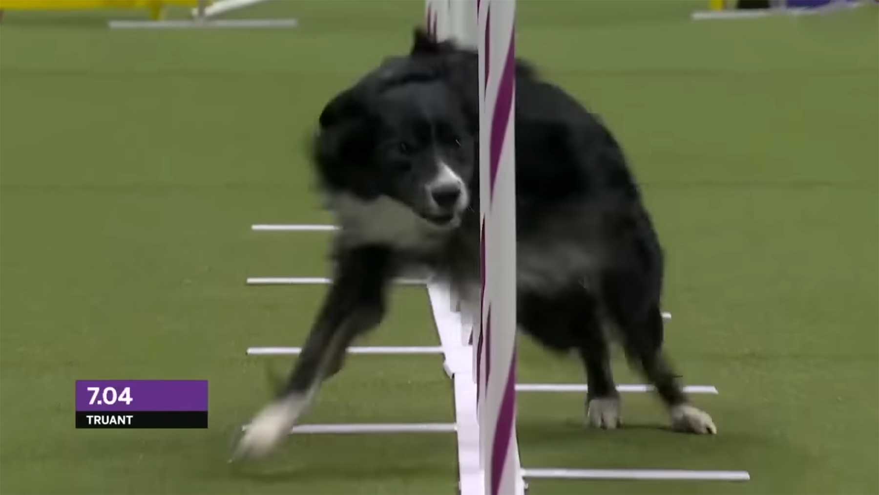 Truant, der schnellste Hund des Jahres 2023 Truant-Border-Collie-2023-Masters-Agility-Champion-Westminster-Kennel-Club 