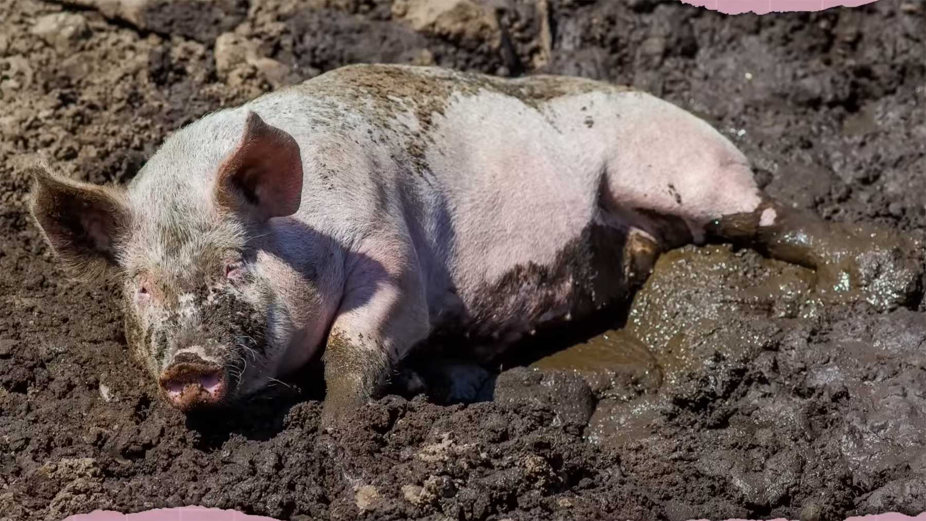 64 falsche Annahmen über Tiere schwitzendes-schwein 