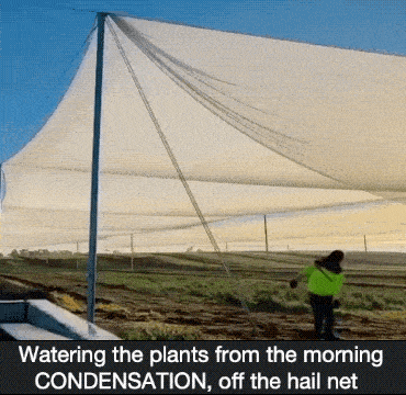 GIFparade XXXV Gifparade-035_33 