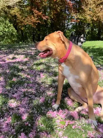 GIFparade XXXVIII Gifparade-038_16 