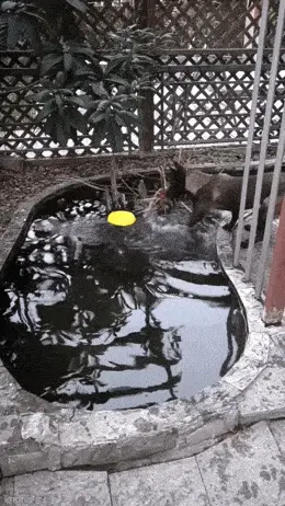 GIFparade XXXVIII Gifparade-038_32 