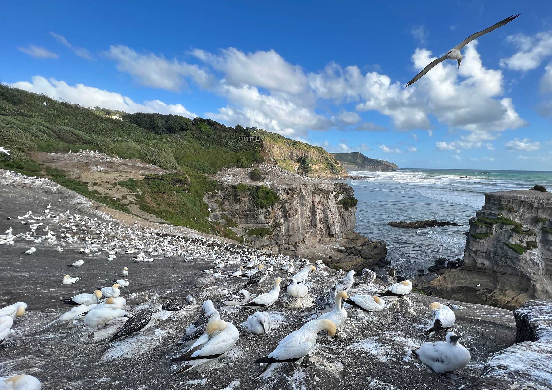 Reisebericht: Neuseeland 2023 - 3 Wochen Nordinsel Neuseeland-Reisebericht-2023_11 