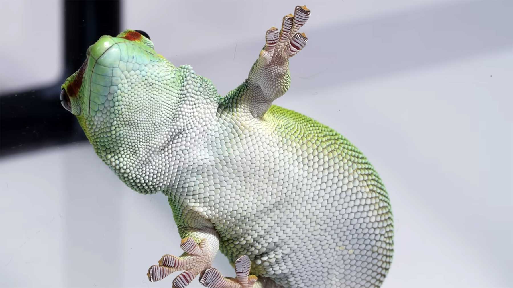 Wie Gecko-Füße so gut haften können gecko-fuesse-kleben-haften-makro-blick-video 