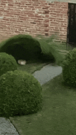 GIFparade XLII Gifparade-042_33 