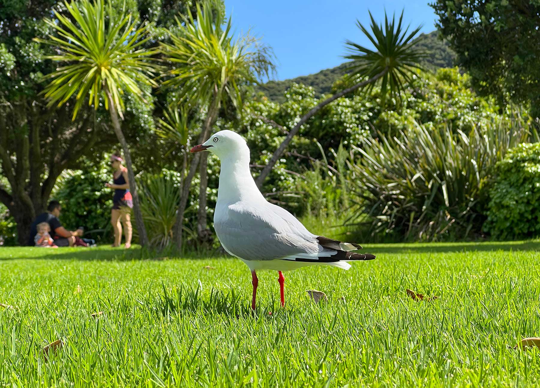 Reisebericht: Neuseeland 2023 - 3 Wochen Nordinsel Neuseeland-Reisebericht-2023_48 