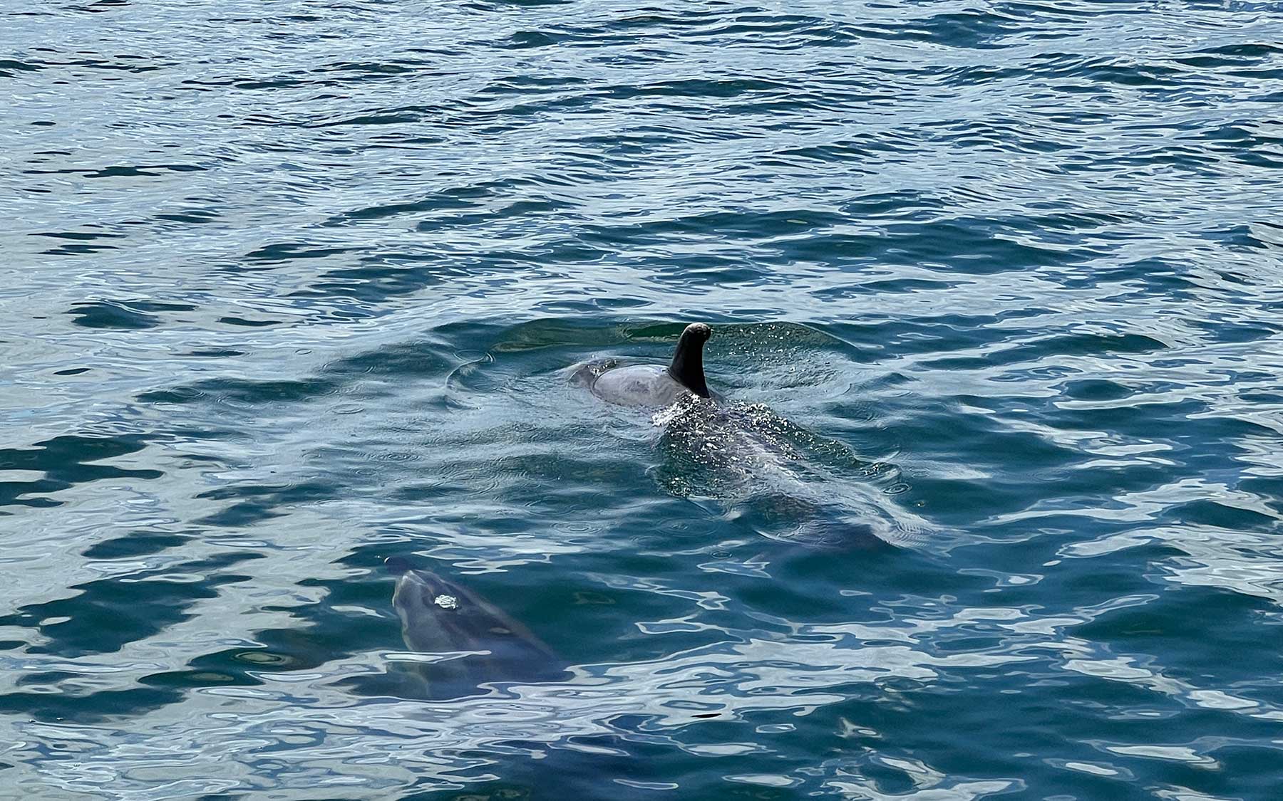 Reisebericht: Neuseeland 2023 - 3 Wochen Nordinsel Neuseeland-Reisebericht-2023_50 