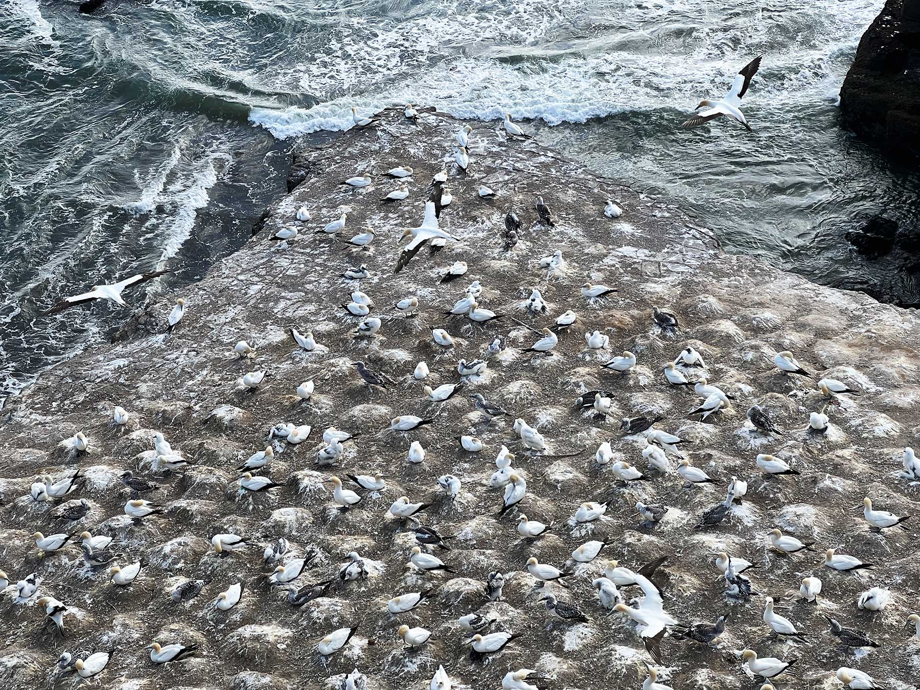 Reisebericht: Neuseeland 2023 - 3 Wochen Nordinsel Neuseeland-Reisebericht-2023_53 