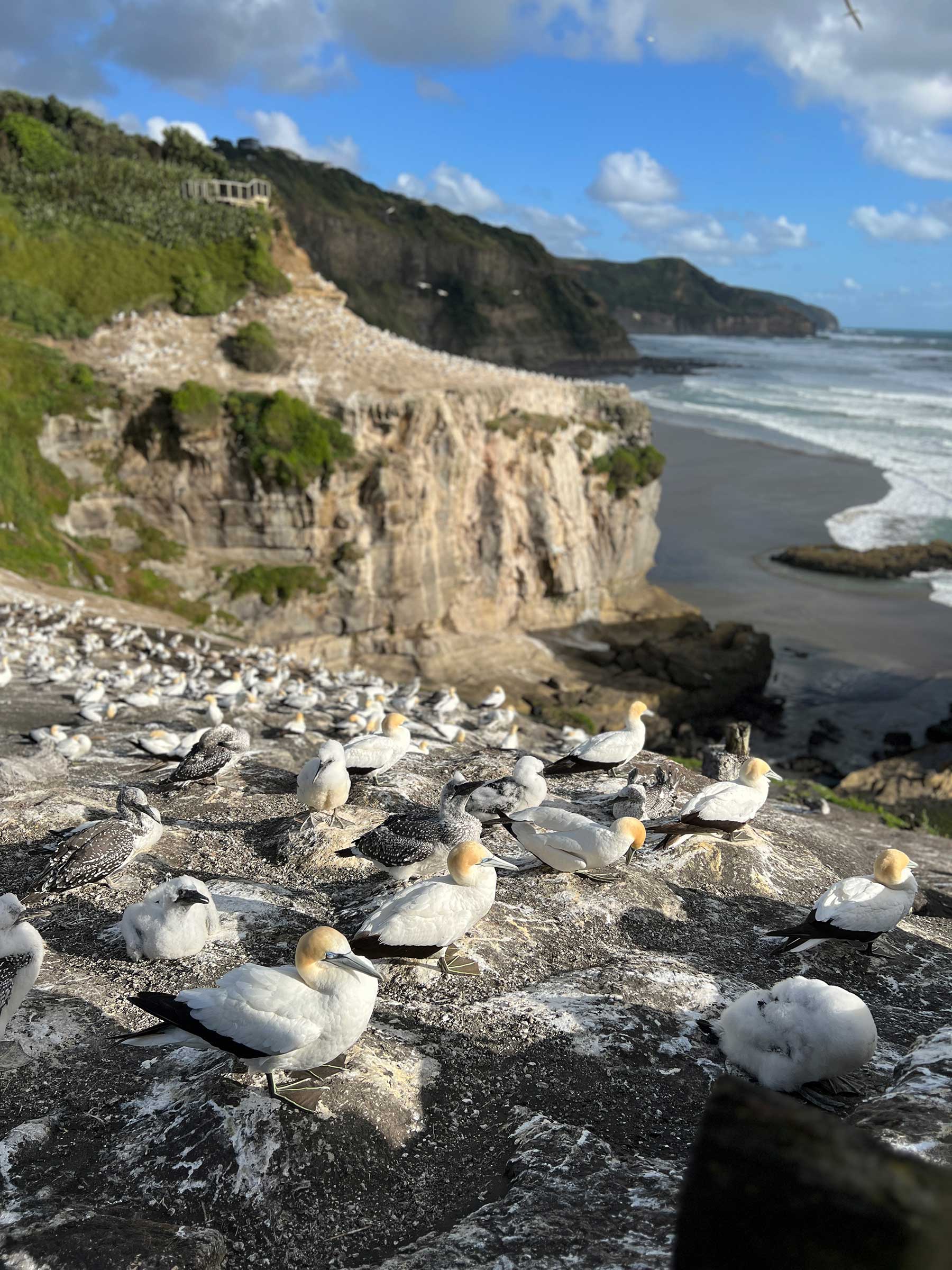 Reisebericht: Neuseeland 2023 - 3 Wochen Nordinsel Neuseeland-Reisebericht-2023_55 