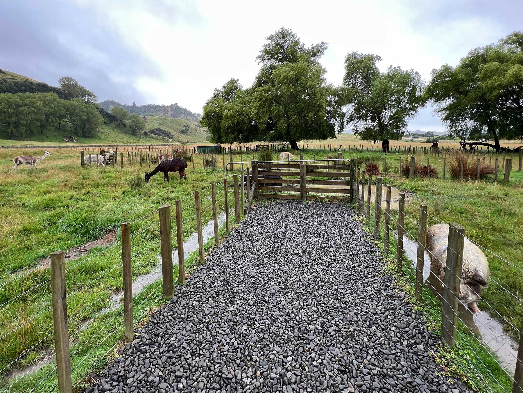 Reisebericht: Neuseeland 2023 - 3 Wochen Nordinsel Neuseeland-Reisebericht-2023_62 