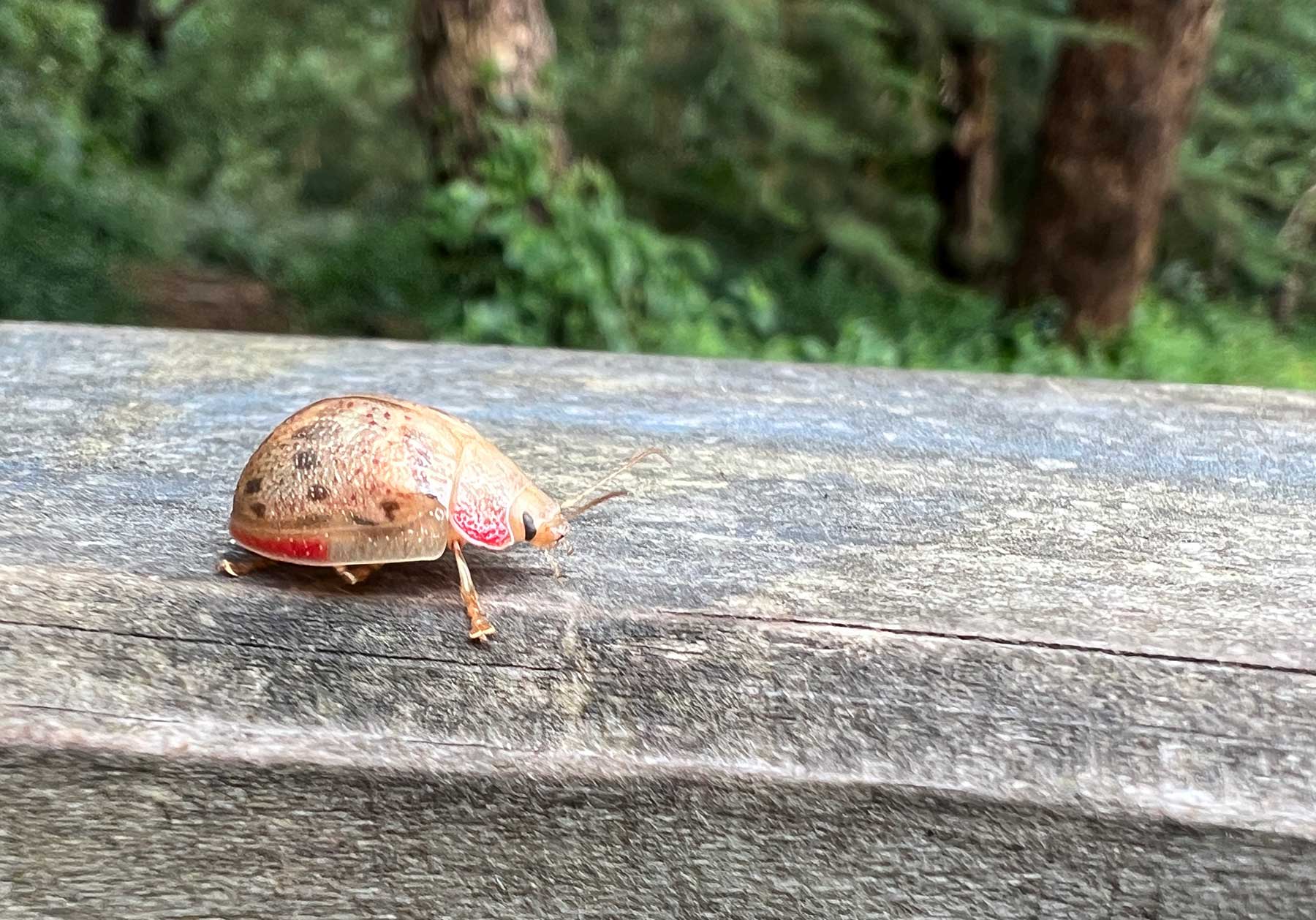 Reisebericht: Neuseeland 2023 - 3 Wochen Nordinsel Neuseeland-Reisebericht-2023_66 