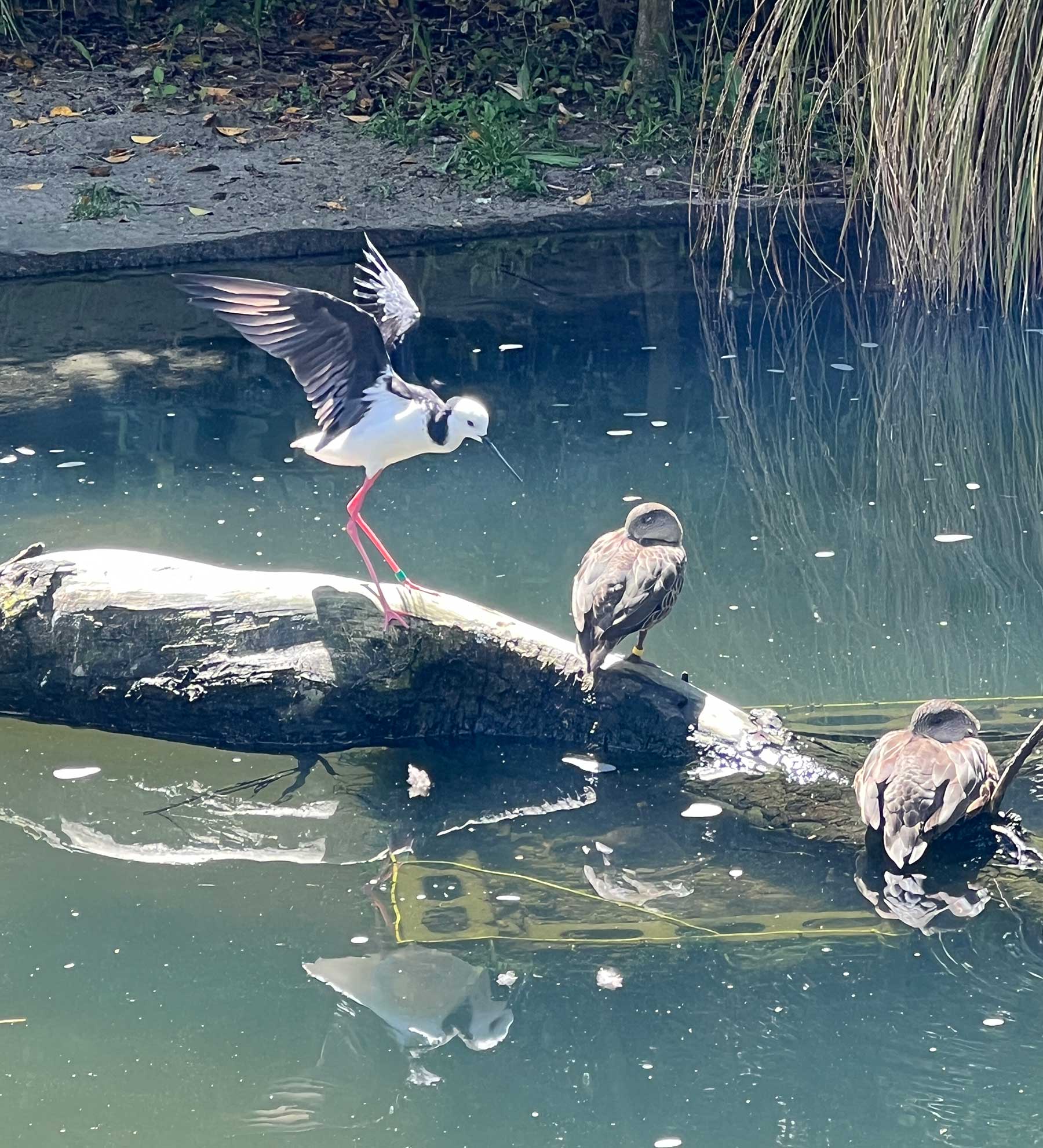 Reisebericht: Neuseeland 2023 - 3 Wochen Nordinsel Neuseeland-Reisebericht-2023_79 