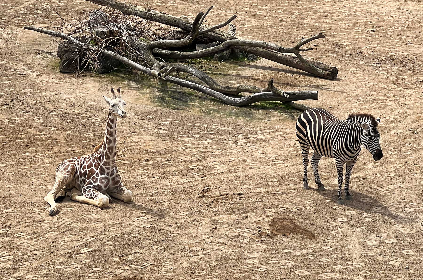 Reisebericht: Neuseeland 2023 - 3 Wochen Nordinsel Neuseeland-Reisebericht-2023_80 