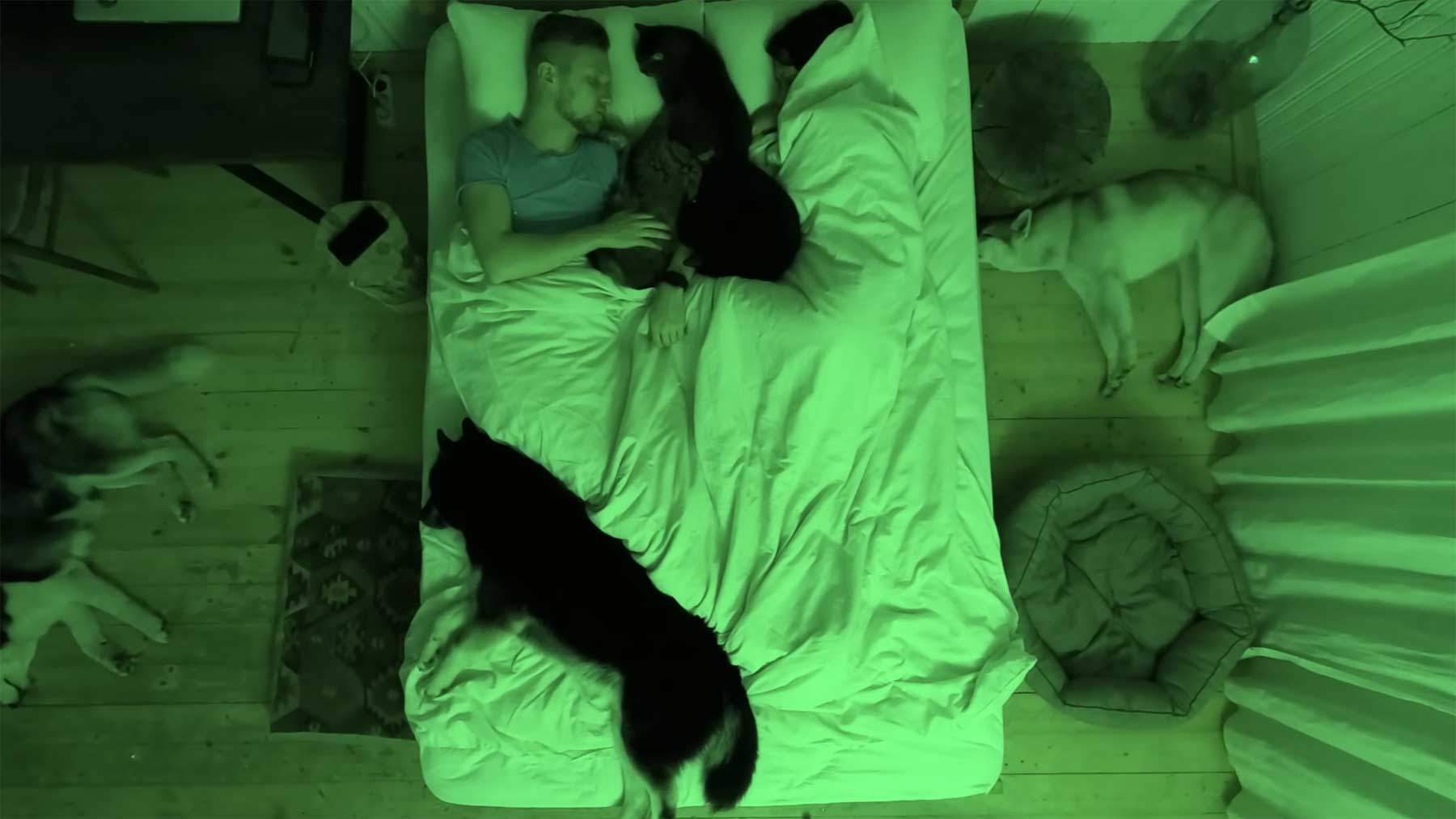 Timelapse-Video: Mit Hunden und Katzen im Bett schlafen
