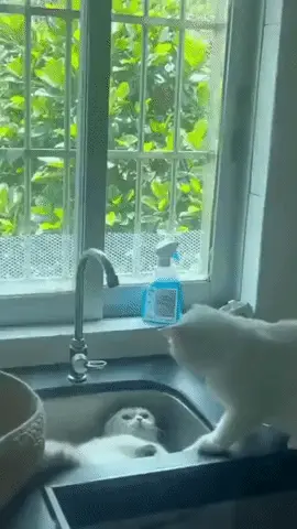 GIFparade XLIV Gifparade-044_10 