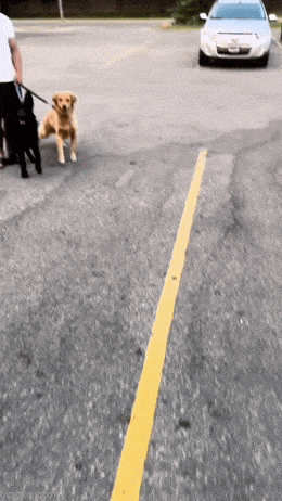 GIFparade XLIV Gifparade-044_16 