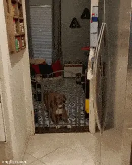 GIFparade XLIV Gifparade-044_20 