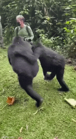 GIFparade XLIV Gifparade-044_34 