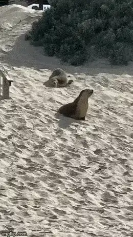 GIFparade XLVII Gifparade-047_26 