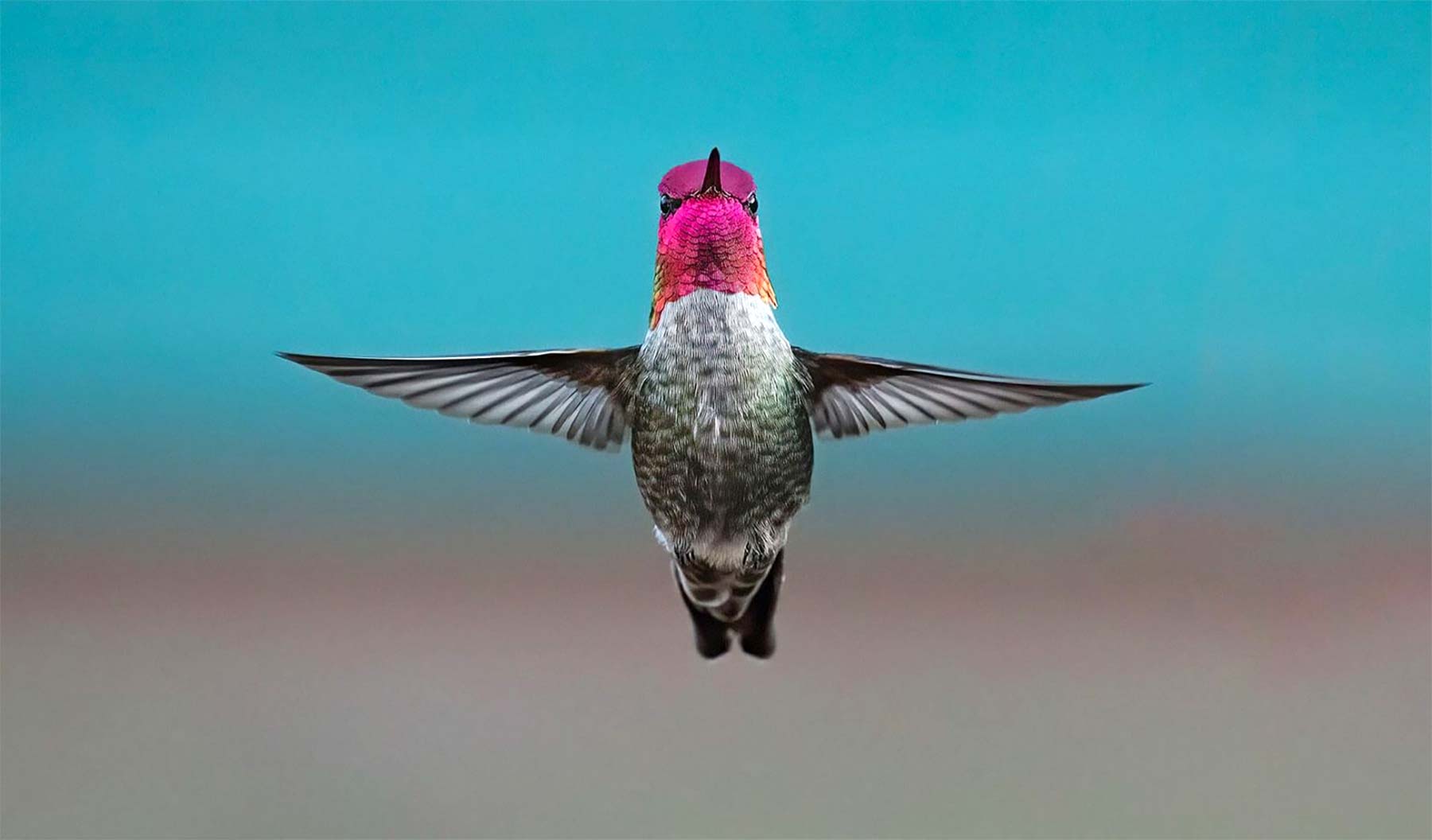 Tierfotografien von Shane Kalyn