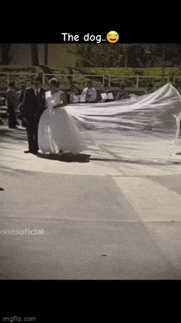 GIFparade L GIFparade-50_13 