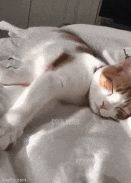 GIFparade L GIFparade-50_37 