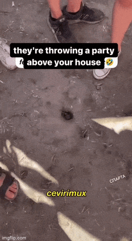 GIFparade L GIFparade-50_38 