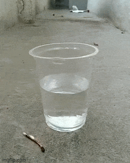 GIFparade L GIFparade-50_47 