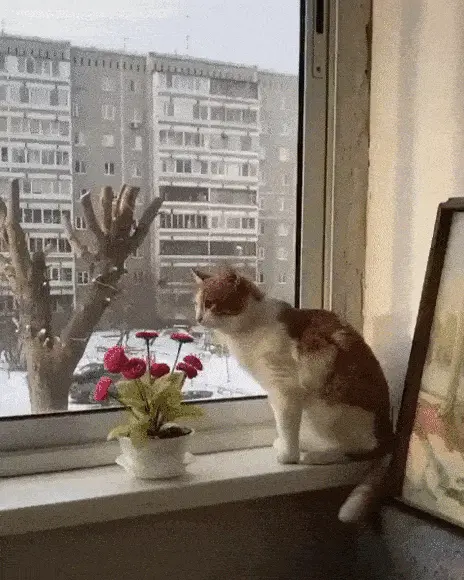 GIFparade LI GIFparade-51_32 