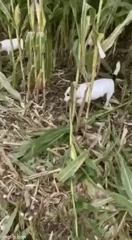 GIFparade LI GIFparade-51_33 