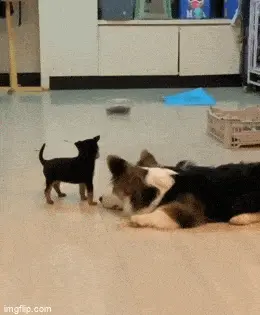 GIFparade LI GIFparade-51_38 