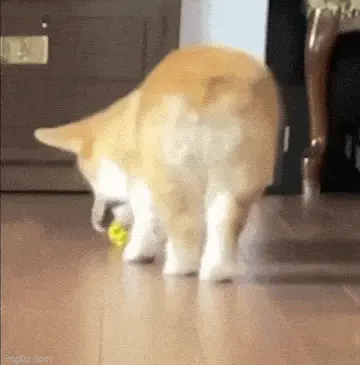 GIFparade XLVIII Gifparade-048_11 