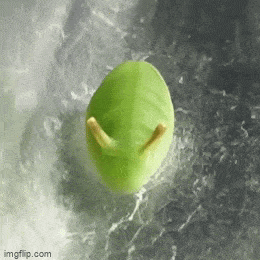 GIFparade XLVIII Gifparade-048_26 