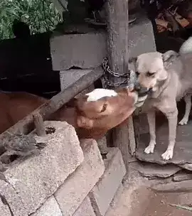 GIFparade XLVIII Gifparade-048_41 