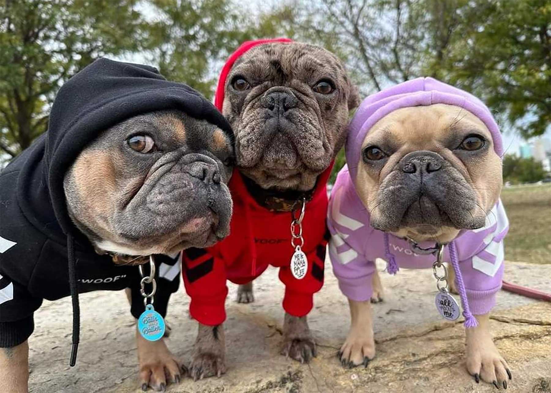 Bilderparade DCCLXXIII